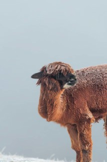 A brown alpaca (Vicugna pacos) stands in dense fog on a frozen meadow in hilly terrain. Captive,