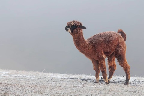 A brown alpaca (Vicugna pacos) stands in dense fog on a frozen meadow in hilly terrain. Captive,