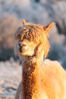 A white alpaca (Vicugna pacos) stands in the early morning light on a frozen meadow in hilly