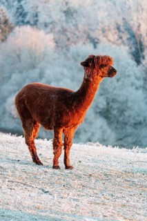 A brown alpaca (Vicugna pacos) stands in the early morning light on a frozen meadow in hilly