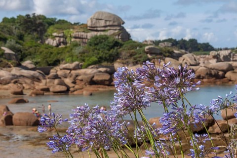 Jewelled lilies on the Cote de Granit Rose, Brittany, France