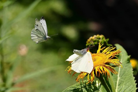 Lemon butterfly (Gonepteryx rhamny) landing on a yellow flower of a Great Telekie (Telekia