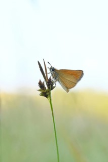 Large skipper (Ochlodes sylvanus, Augiades sylvanus), resting in the evening on a blade of grass in