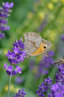 Meadow Brown (Maniola jurtina), on a lavender flower (Lavandula angustifolia), collecting nectar