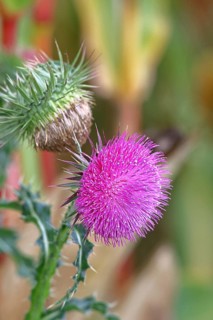 Flower head of the Musk Thistle (Carduus nutans, also known as nodding thistle), by the wayside,