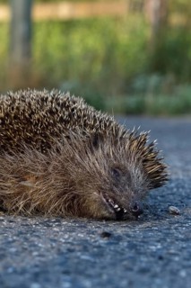 Road traffic victim... Hedgehog (Erinaceus europaeus), run over hedgehog lying dead on the road,
