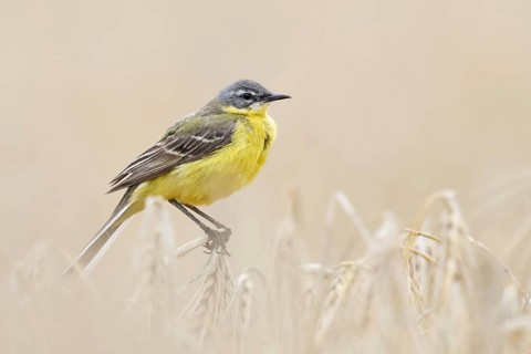 In (almost) ripe grain... Yellow wagtail (Motacilla flava) or simply yellow wagtail, male in