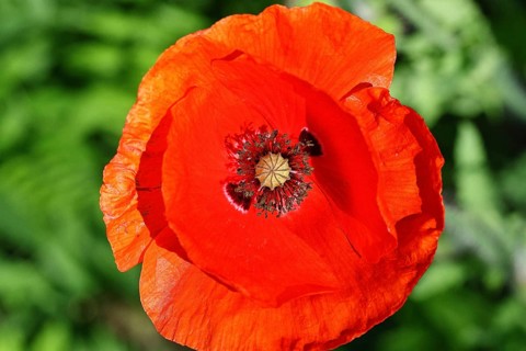 Red poppy (Papaver rhoeas), red flower in a natural garden, Wilnsdorf, North Rhine-Westphalia,