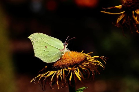 Lemon butterfly (Gonepteryx rhamny) on a yellow flower of a Great Telekie (Telekia speciosa), dark