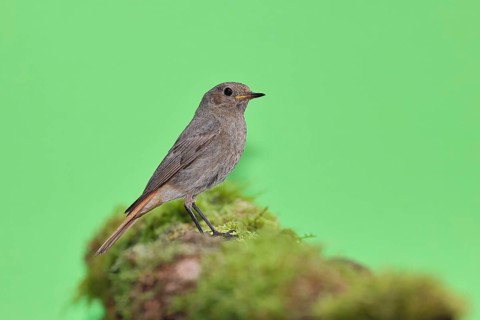Black redstart (Phoenicurus ochruros), on a moss-covered tree stump in a garden, Wilnsdorf, North