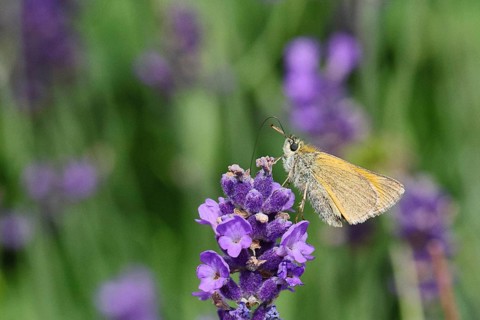Large skipper (Ochlodes venatus), collecting nectar from a flower of Common lavender (Lavandula