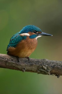 Black feet... Kingfisher (Alcedo atthis), young bird, recognisable by the dark foot colour, freshly