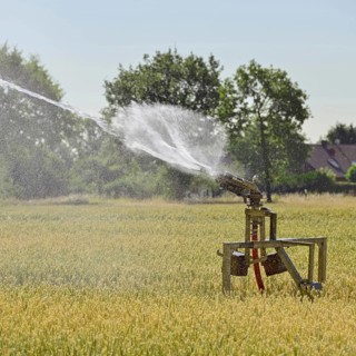 Water shortage... Midsummer (summer heat), sprinkler wagon waters a grain field on a hot summer