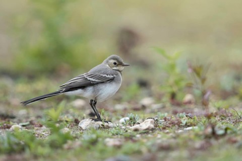 Young bird... White wagtail (Motacilla alba) in typical habitat, on a ruderal area, dry fallow