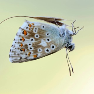Filigree... Chalkhill Blue (Polyommatus coridon), butterfly resting upside down on a blade of