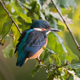 In the bushes near the shore ... Kingfisher (Alcedo atthis), fledgling sits hidden in the bushes
