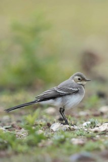 Young bird... White wagtail (Motacilla alba) in typical habitat, on a ruderal area, dry fallow