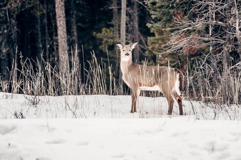 Wildlife on a winter road trip on the Icefields Parkway with lots of snow and ice, Banff National