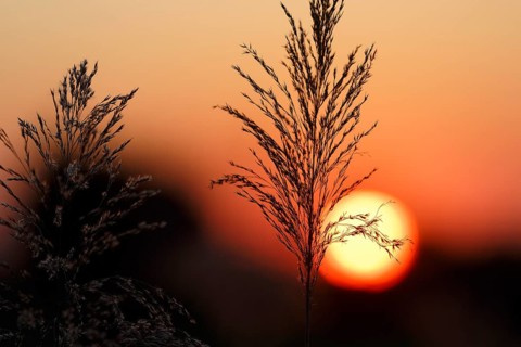 Reed (Phragmites australis), flower panicles in a marshy area, sunset, Saintes-Maries-de-la-Mer,