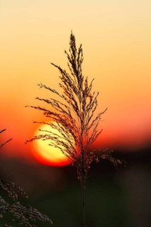 Reed (Phragmites australis), flower panicles in a marshy area, sunset, Saintes-Maries-de-la-Mer,