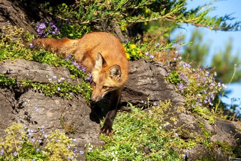 Red fox (Vulpes vulpes), Fox standing on a rock and looking for a prey, Montreal botanical garden,