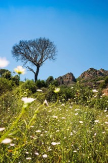 Rocher du roquebrune, Roquebrune-sur-Argens, near Saint-Raphaël, Massif de l'Esterel, Esterel