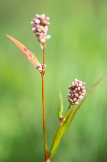 Flea knotweed (Persicaria maculosa), Emsland, Lower Saxony, Germany