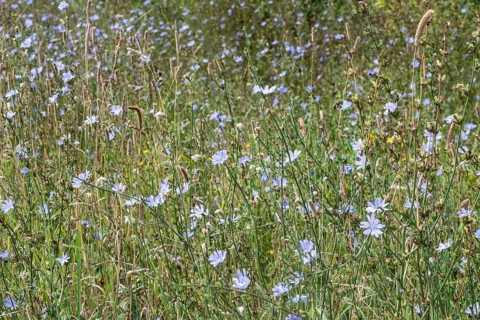 Chicory (Cichorium intybus), Lower Saxony, Germany