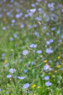Chicory (Cichorium intybus), Lower Saxony, Germany