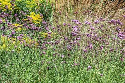 Flower bed with Solidago canadensis (Solidago canadensis), Purpletop vervain (Verbena bonariensis)