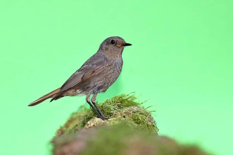 Black redstart (Phoenicurus ochruros), on a moss-covered tree stump in a garden, Wilnsdorf, North