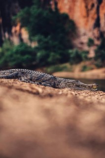 Special light atmosphere with crocodile in the outback in Windjana Gorge National Park in Australia