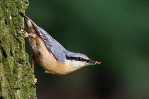 Typical nuthatch pose... European nuthatch (Sitta europaea) in typical nuthatch pose, sitting