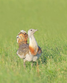 Great Bustard (Otis tarda), standing in a meadow, steppe bird, extremely rare bird species,