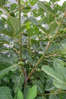 Unripe figs on a tree, Bavaria, Germany