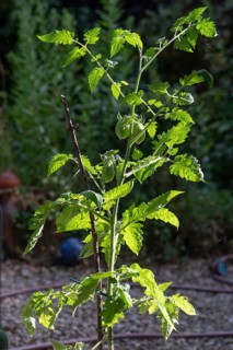 Tomato bush with green tomatoes (Solanum lycopersicum), Bavaria, Germany