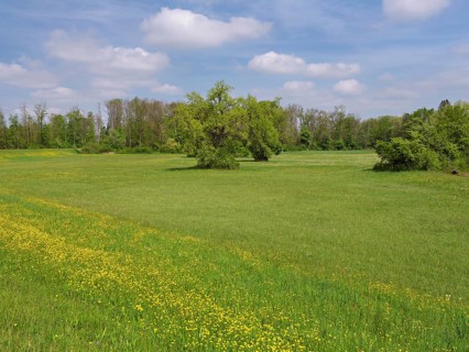 Field of flowering buttercup (Ranunculus), Freiamt, Canton Aargau, Switzerland