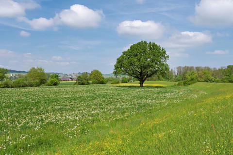 English oak (Quercus robur), leaf budding in front of a blue cloudy sky, Freiamt, Canton Aargau,