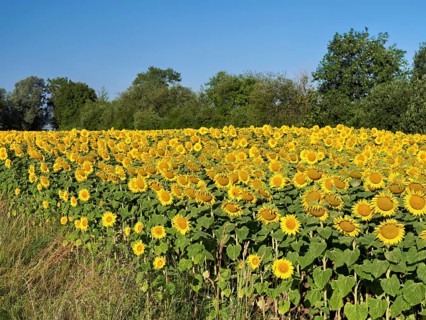 Field of flowering sunflowers (Helianthus annuus), Canton Zug, Switzerland