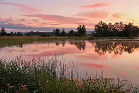 Morning atmosphere at a pond in the Schoren nature reserve, Mühlau, Freiamt, Canton Aargau,