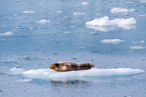 Bearded seal (Erignathus barbatus) on an ice floe, Lillienhöökbreen, Spitsbergen