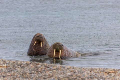 Two walruses (Rosmarus arcticus) in the water, Mammals (Mammalia), Eolusneset, Spitsbergen,