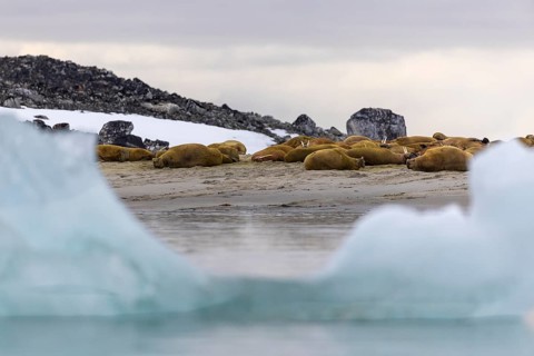 Group of walruses (Rosmarus arcticus) lying on the beach, drift ice, Mammals (Mammalia),
