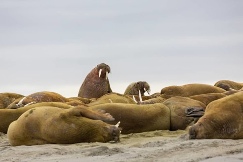 Group of walruses (Rosmarus arcticus) lying on the beach, Mammals (Mammalia), Gravnesodden,