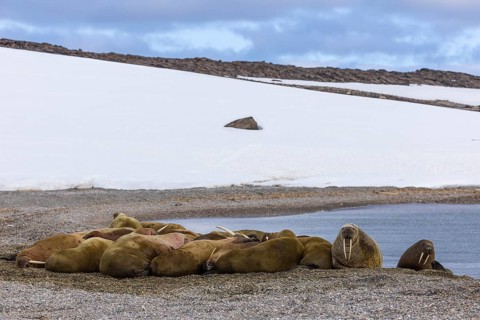 Group of walruses (Rosmarus arcticus) on the beach, snow, Mammals (Mammalia), Eolusneset,