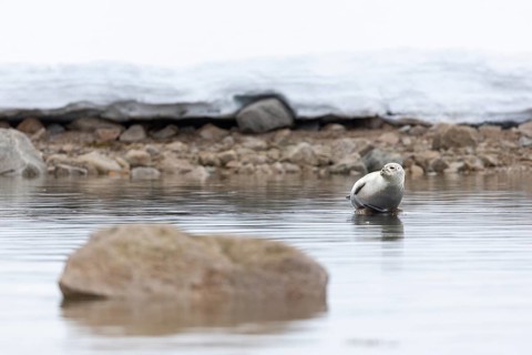 Harbour seal (Phoca vitulina) lying on a stone in the water, Mammals (Mammalia), Smeerenburgbreen,