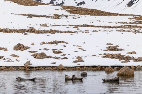 Group of harbour seals (Phoca vitulina) lying on stones in the water, Mammals (Mammalia),