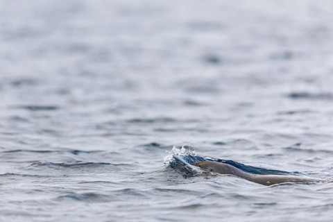Harbour seal (Phoca vitulina) swimming in the water, Mammals (Mammalia), Spitsbergen, Svalbard