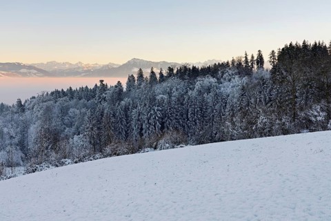 Freshly snow-covered forest, behind the Alps with Rigi, Horben, Freiamt, Canton Aargau, Switzerland
