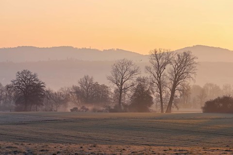 Meadows and trees in the early morning mist in the light of the rising sun, Reusstal, Aristau,